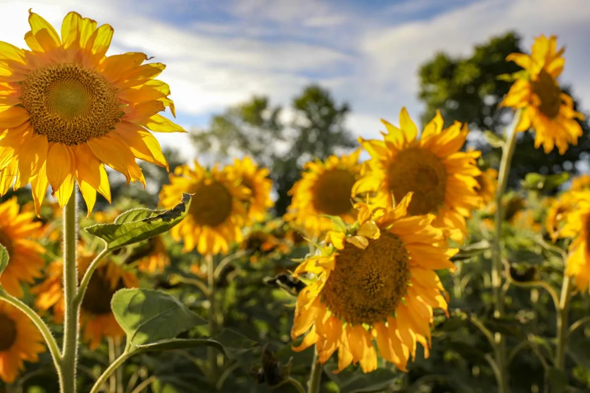 sunflower